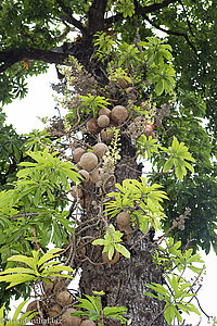 Kanonenkugelbaum beim Seindon Mibaya-Kloster