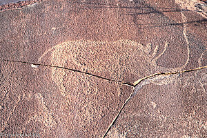 Spitzmaulnashorn bei Twyfelfontein