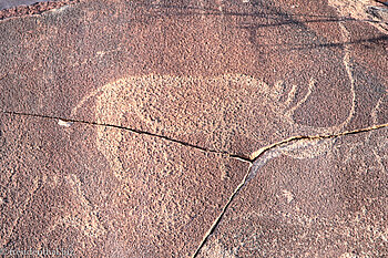 Spitzmaulnashorn bei Twyfelfontein