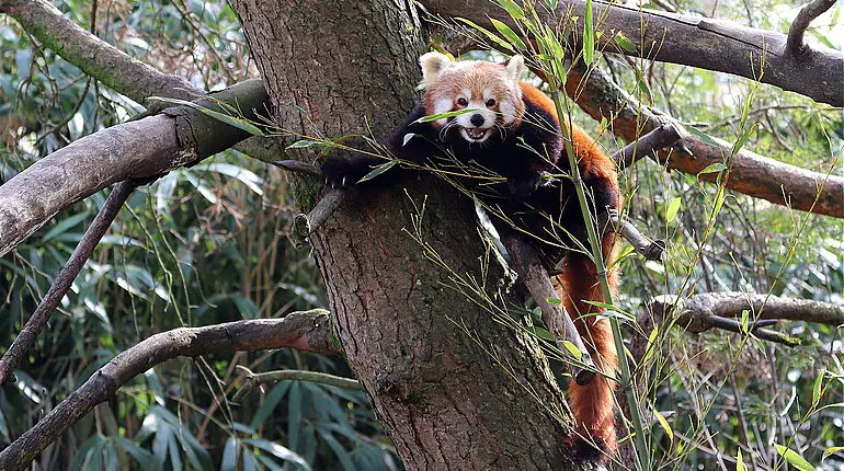 Kleiner Panda