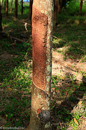 Kautschuk-Baum auf Yao Yai