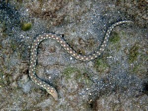 Weißgefleckter Schlangenaal bei St. Lucia