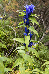 Schwalbenwurz Enzian (Gentiana asclepiadea) beim Wertacher Hörnle