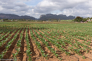 Aussicht vom Restaurant Yuri y Nino über das Viñales Tal