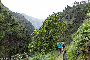 entlang der Levada do Moinho