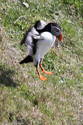 Papageitaucher beim Landeanflug