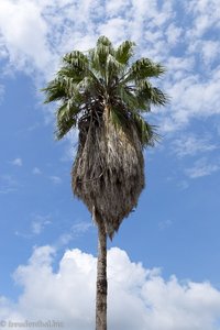 Palme im Parque Mitológico von Espinal in Kolumbien