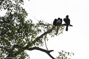 Orient-Hornvögel nahe Sukau am Kinabatangan River