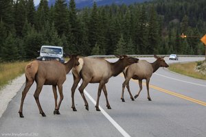 Wapiti-Herde auf dem Highway