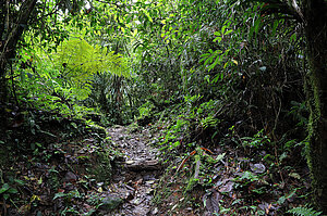 Matschiger Pfad durch den Regenwald