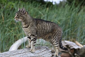 geselliger Hausfreund bei der Hidden Cove Lodge