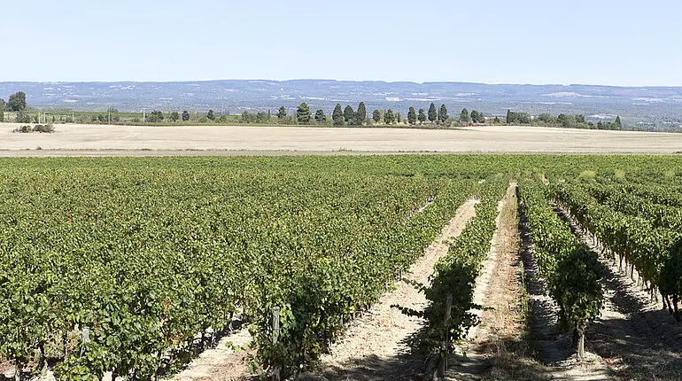 Weinreben am Canal du Midi
