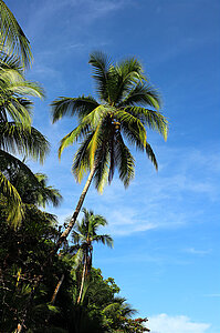 Kokospalmen am Strand