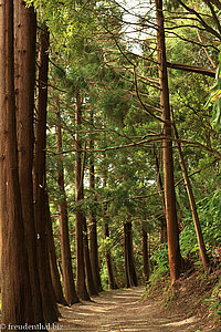 Pinienwald am Lagoa das Furnas