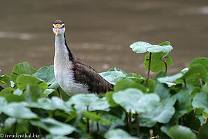 junges Gelbstirn-Blatthühnchen (Jacana spinosa)