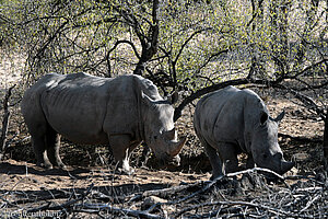 Breitmaulnashorn mit Kind