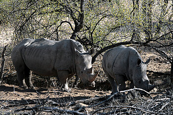 Breitmaulnashorn mit Kind