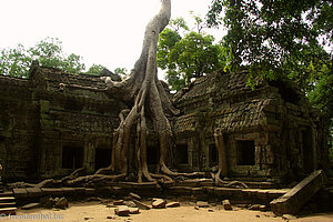 Ta Prohm - Urwaldtempel im Klammergriff einer Würgefeige