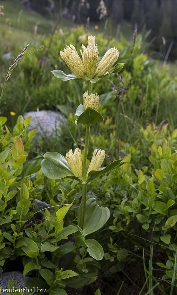 Blühender Tüpfelenzian am Riedberger Horn