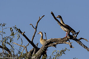 Gänse in der African Extreme Safaris bush lodge