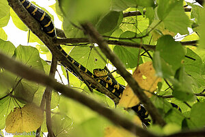 Mangrovenschlange (Boiga dendrophila)