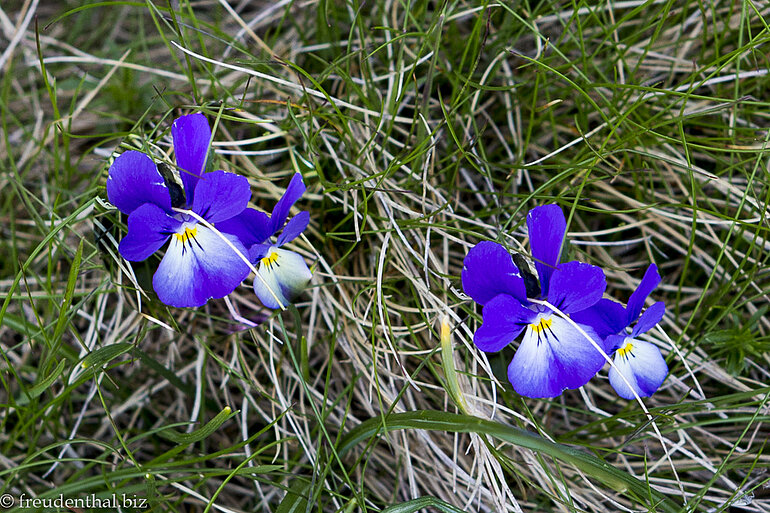 Zwillings-Veilchen im Bucegi Gebirge