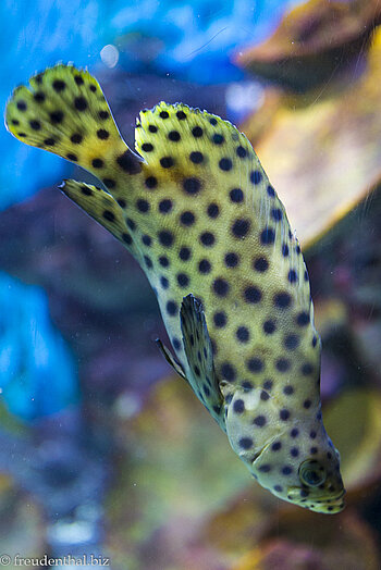 Pantherfisch (Epinephelus altivelis) im Hanwha Aqua Planet 