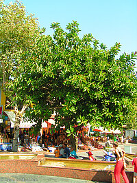 großer Gummibaum in Alanya