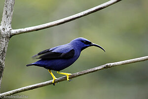 Purpurnaschvogel (Cyanerpes caeruleus), Purple Honeycreeper auf Tobago