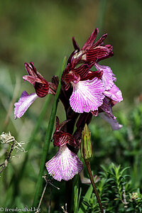 Orchidee - Orchis papilionacea grandiflora