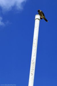 Falke auf Pigeon Island, St. Lucia