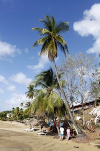 Kokospalme am Strand