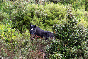 eines der Wildpferde auf dem Hochplateau