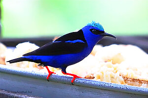 Türkisnaschvogel - Cyanerpes cyaneus