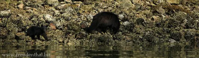 Schwarzbären mit Junges am Clayoquot Sound bei Tofino