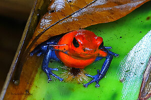 Ein Erdbeerfröschchen oder auch Blue-Jeans-Frosch