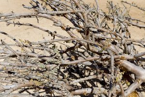 Äste des Weihrauchbaums im Wadi Dawkah