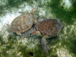 Grünschildkröten bei Baradol, Tobago Cays