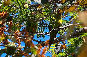 Papageien in den Bäumen der Rinconcito Lodge
