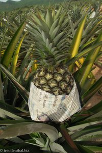 In Zeitung verpackte Ananas in Thailand.