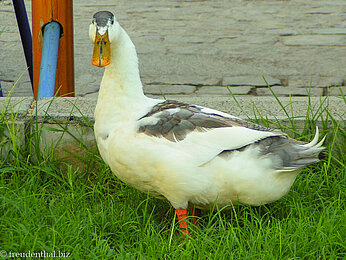 süße Ente im Hafen von Antalya