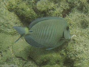 Doktorfisch (Acanthurus chirurgus)