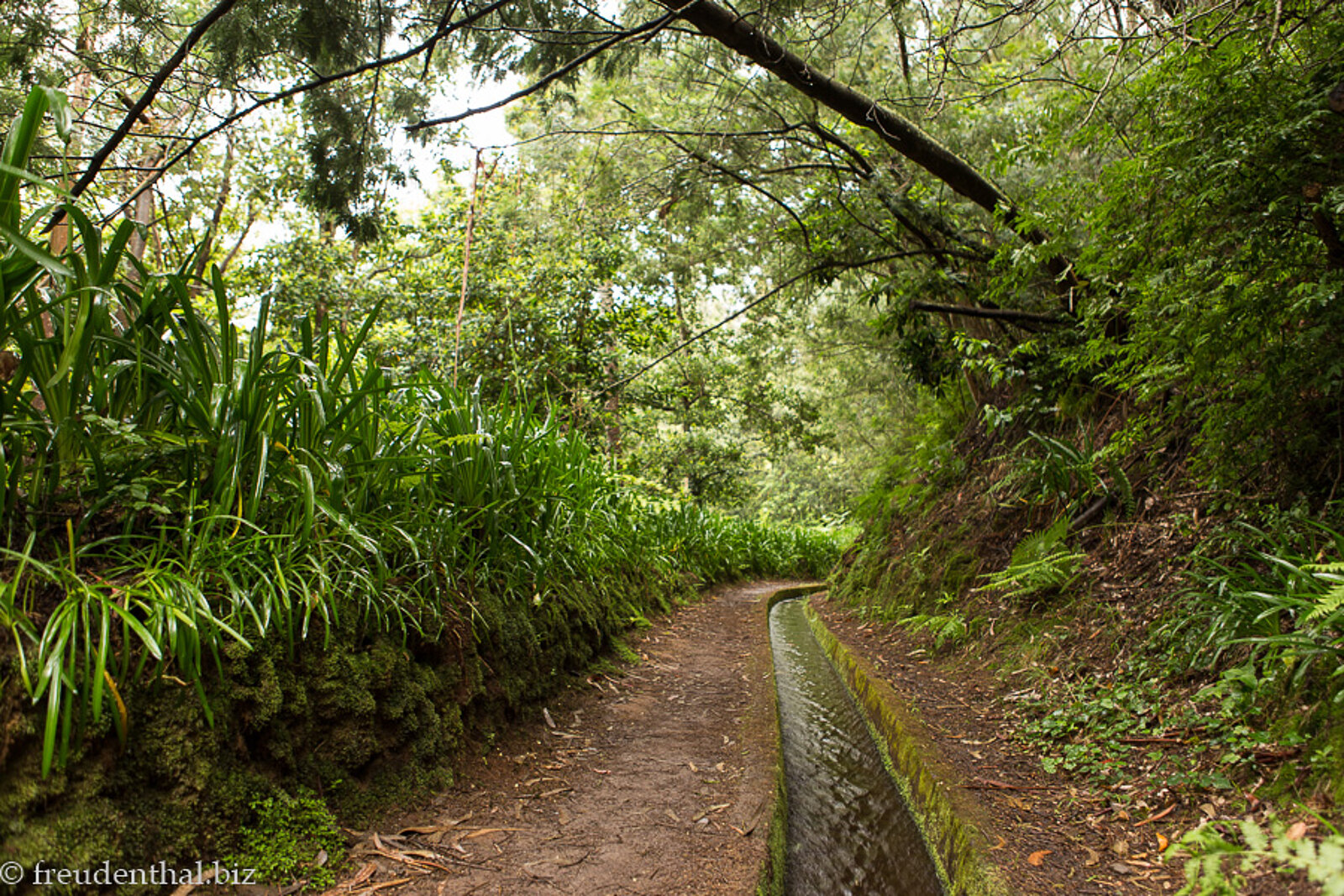 Wanderweg und über die Levada do Rei hängende Zweige auf der Insel Madeira