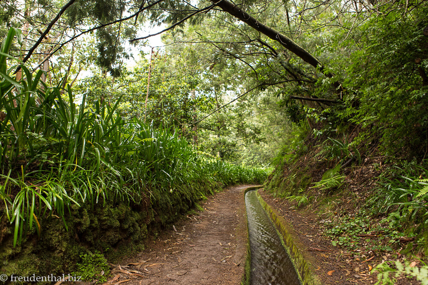 an der Levada do Rei
