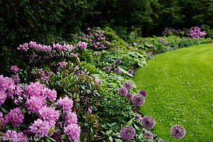 Rhododendron im Slottsparken, dem Schlosspark von Oslo