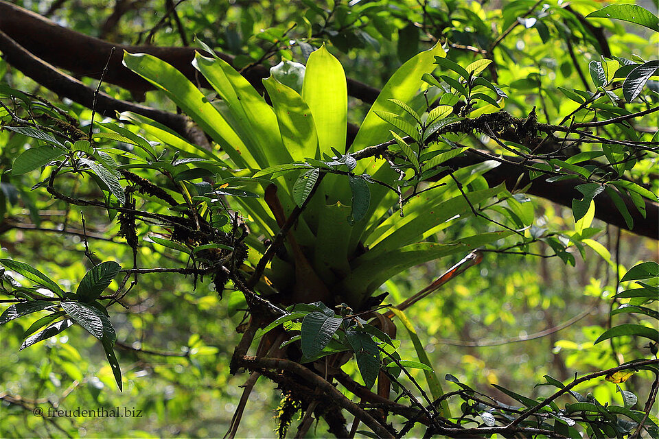 Bromelien auf dem Sendero Lava del 1968 beim Vulkan Arenal