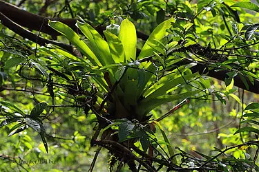 Noch mehr Bromelien auf dem Sendero Lava del 1968