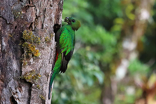 Das Quetzal-Weibchen bringt einen Samenkorn in die Bruthöhle