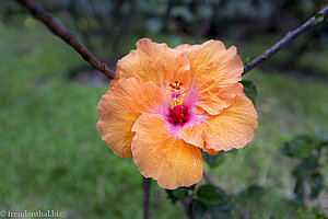 Hibiskusblüte im Parque Caldas von Popayán.