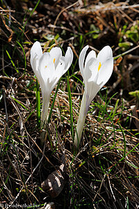 Frühlingskrokus (Crocus vernus)